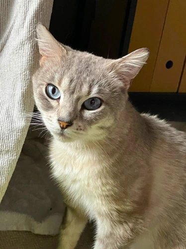 Pico