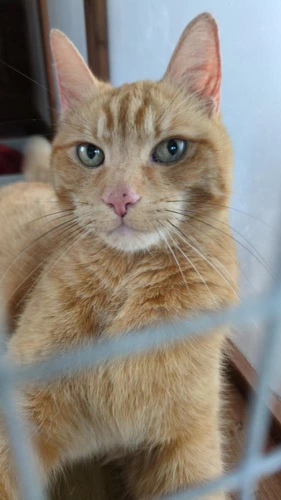 Simba