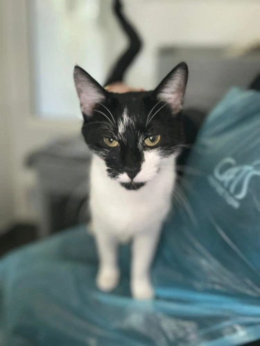 Yzma
