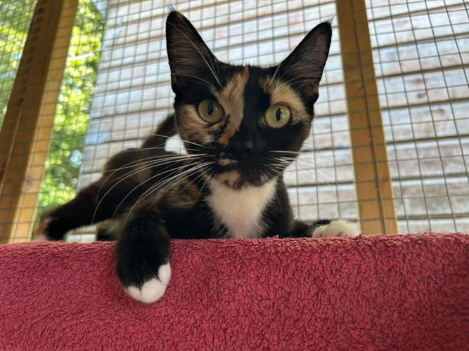 Binx