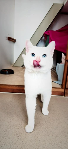 Merlin