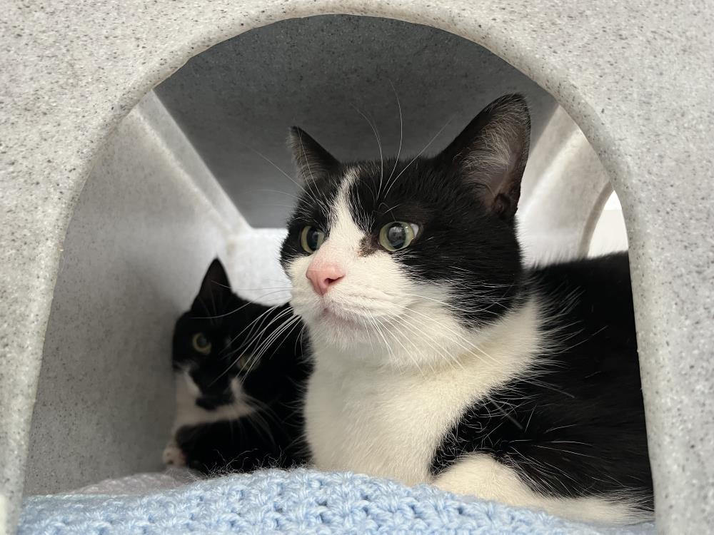 Flash — Domestic Cat