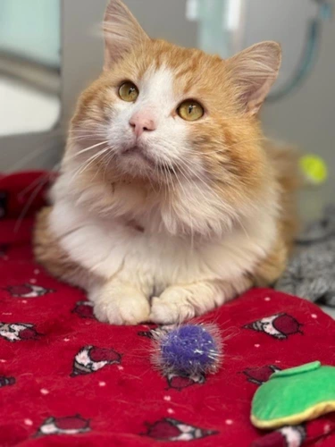 Rufus