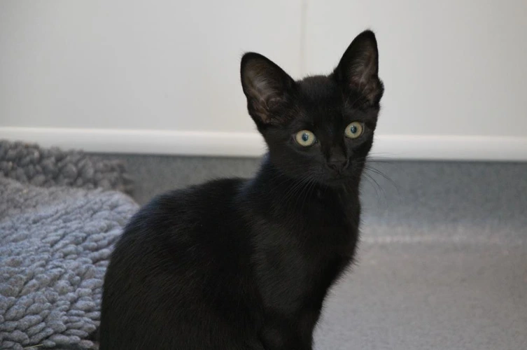 Liquorice
