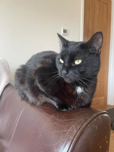 Onyx