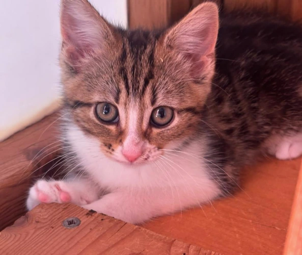 Huxley