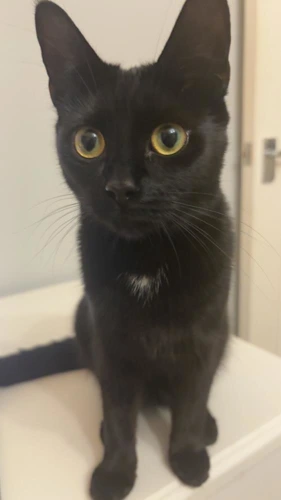 Kiko