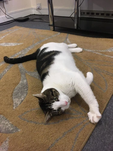 Tyson