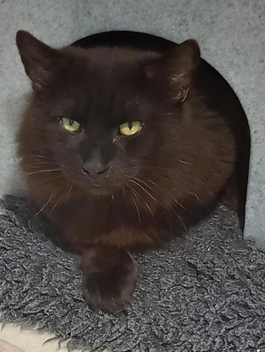 Boris