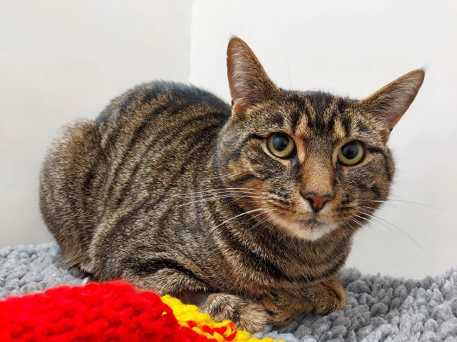 Marley 2yr old male