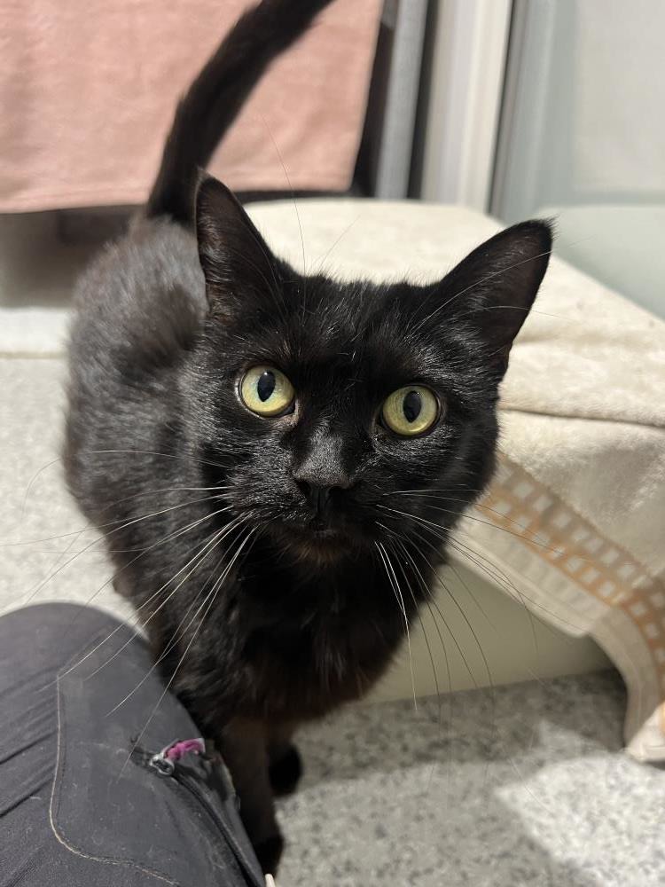 Find a cat near you Adopt a cat Cats Protection