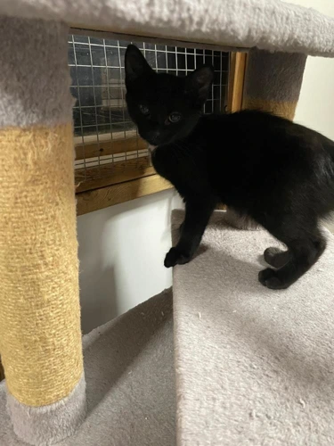 Kit
