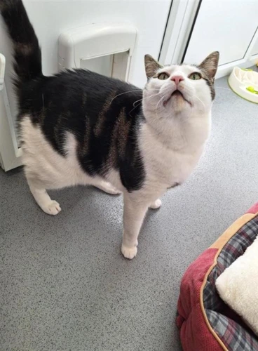 Oscar