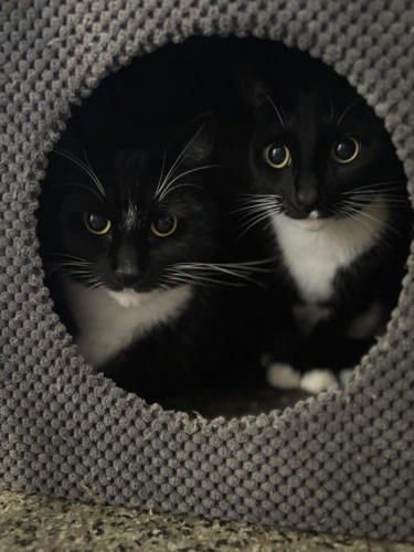 Lentil