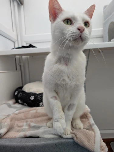 Snowball