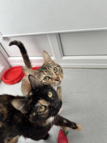 Eden & Prim