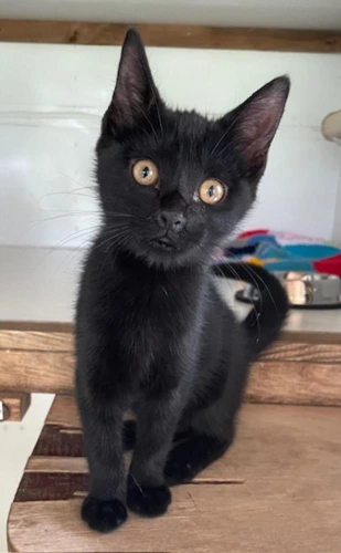 Ebony
