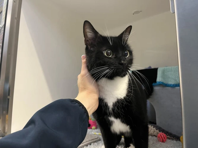 Pip