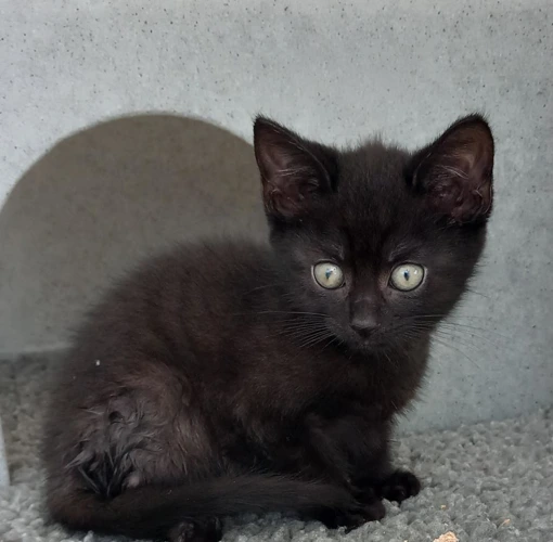 Sooty