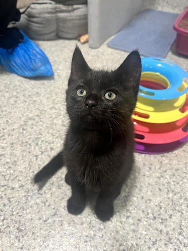 Kittens Ready For New Homes