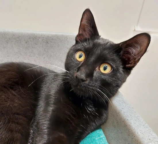 Kelly 8m female