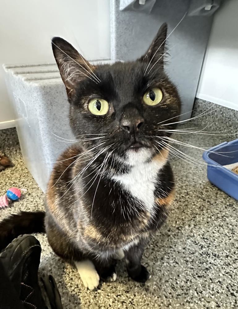 Find a cat near you Adopt a cat Cats Protection