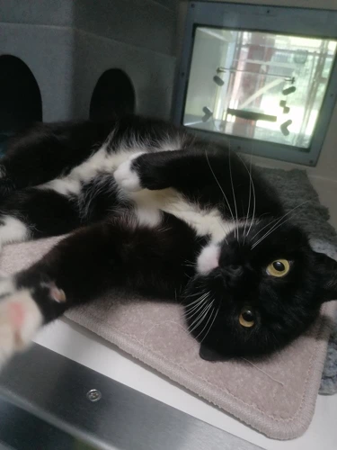 Milo