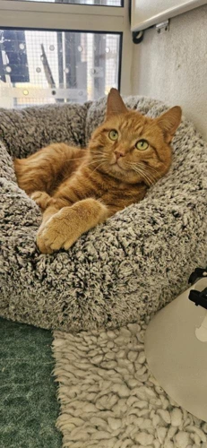 Alfie