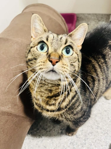 Zazzy