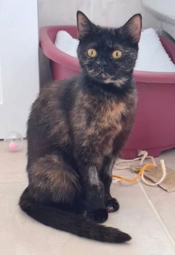 Maggie-May