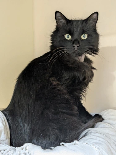 Bagheera