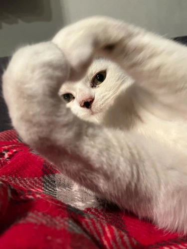 Hazel