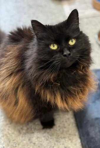 Fluffy