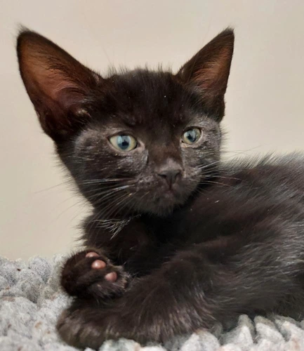 Roca Union 9wk kitten