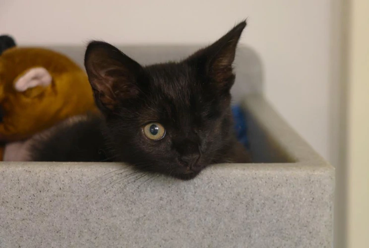 Arya