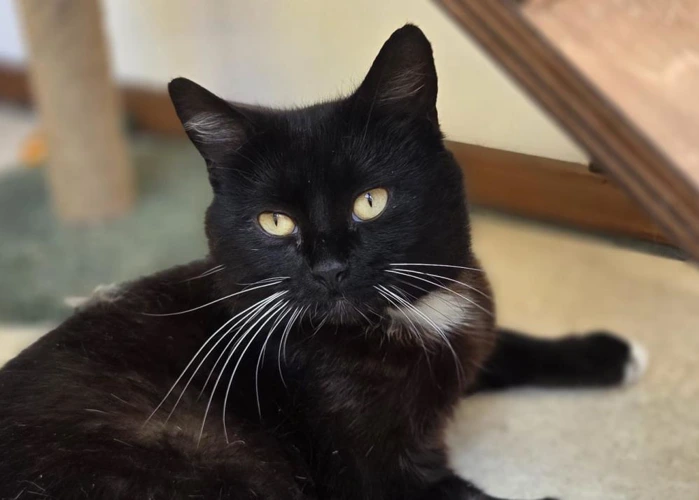 Loki