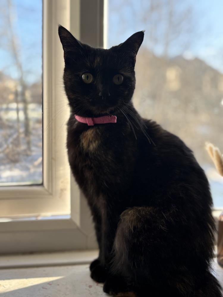 Scarlett — Domestic Cat