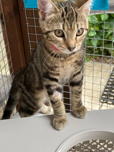 ROSIE