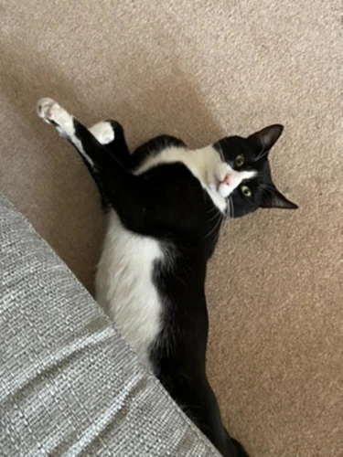 Oreo