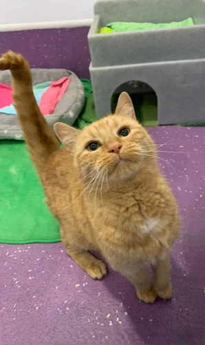 Pat The Cat