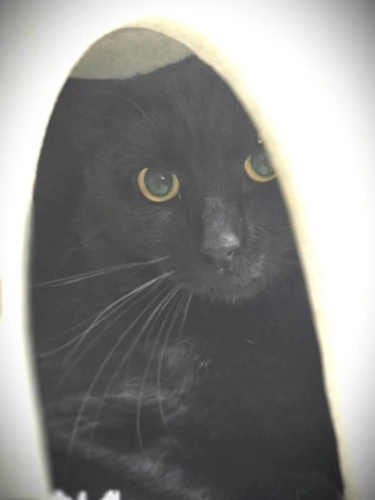 Vlad