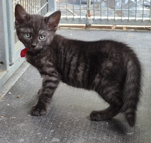 Kitten TC