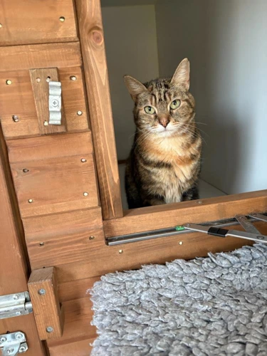 Honey (Simba)