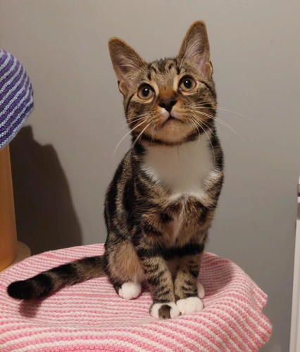 Loki