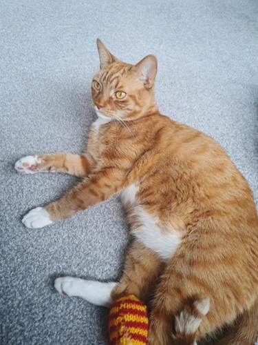Simba