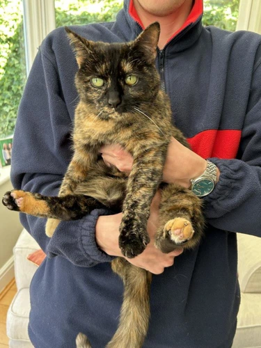 H2H Ally 12y female