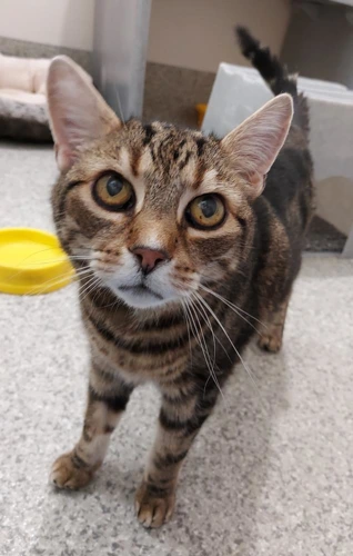Murphy 16y old male **INDOOR LAP CAT**