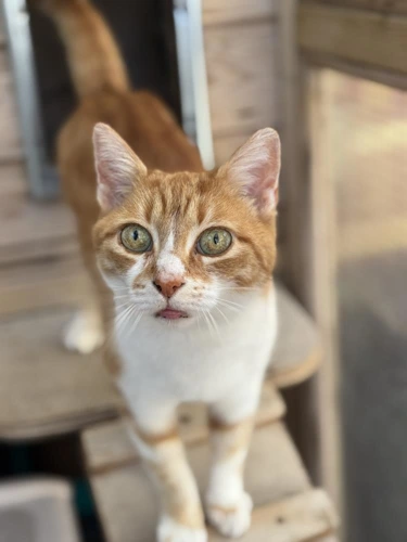 Amber