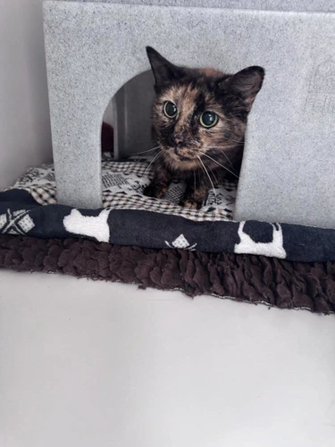 Doris