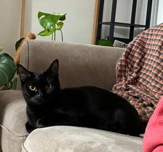 Betty Boo 1y 10month old female